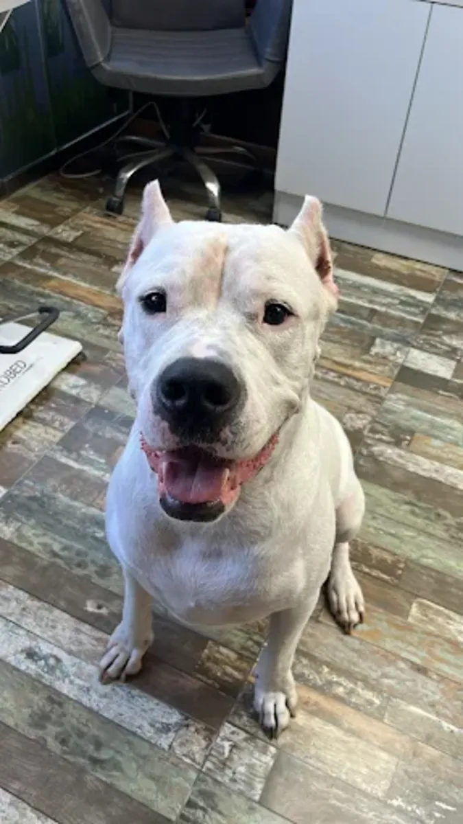 Mamalı Pati Pet Hotel & Grooming – Ümraniye / Servicios de aseo, hotel y guardería - İstanbul