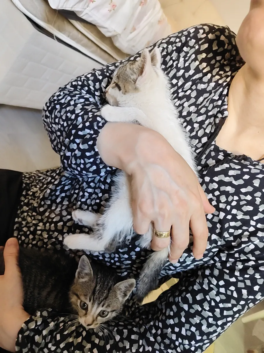 Adorables chatons des rues