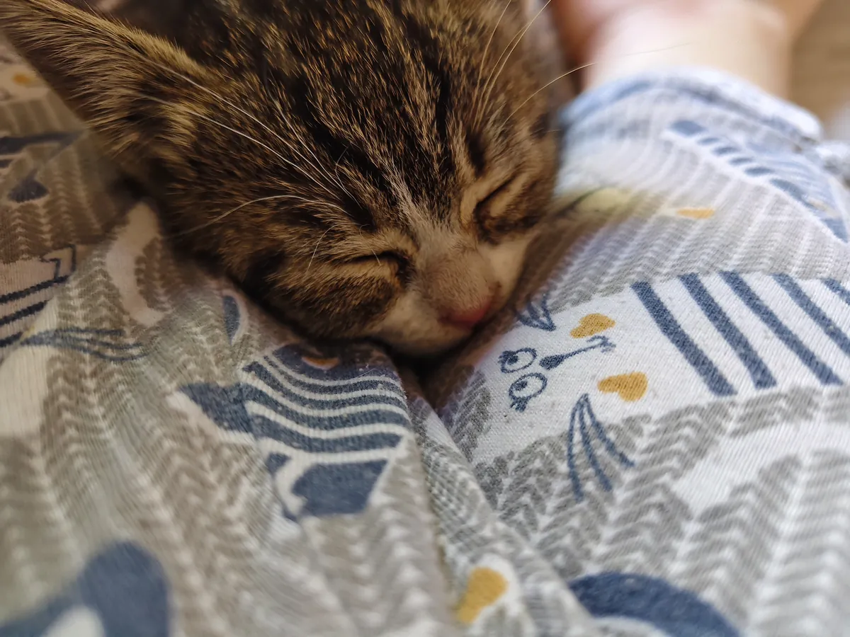 Adorables chatons des rues