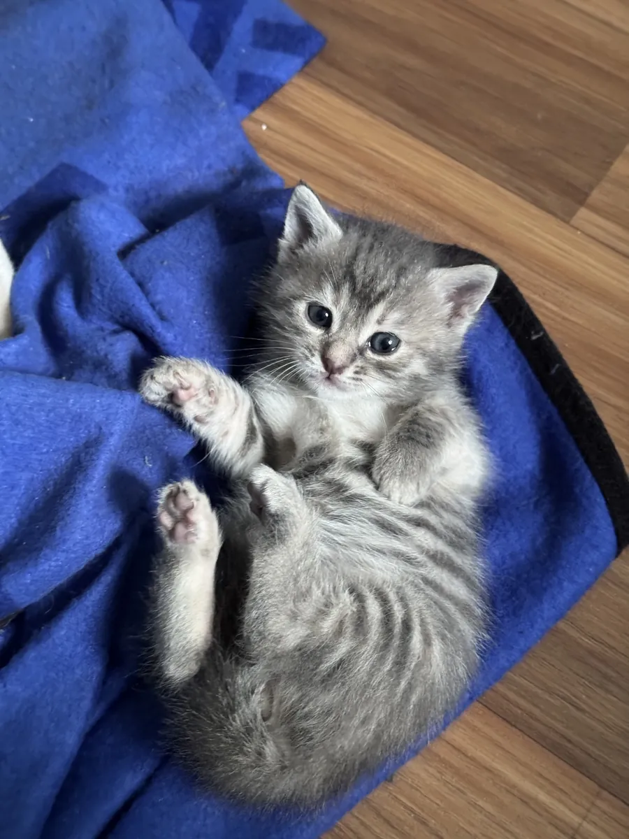Cinq adorables chatons, âgés de 1 mois et demi.