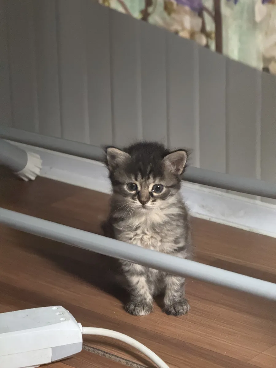 Cinq adorables chatons, âgés de 1 mois et demi.