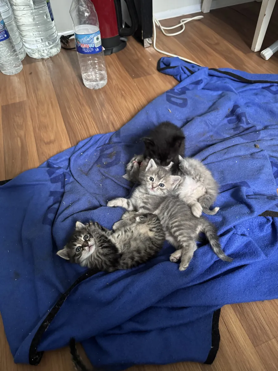 Cinq adorables chatons, âgés de 1 mois et demi.