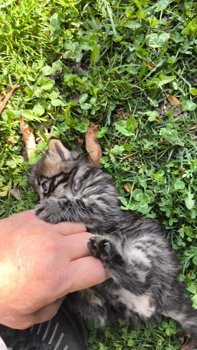 Chat domestique à poil long, 1,5 mois, pelage long/mi-long, motif tabby argenté.