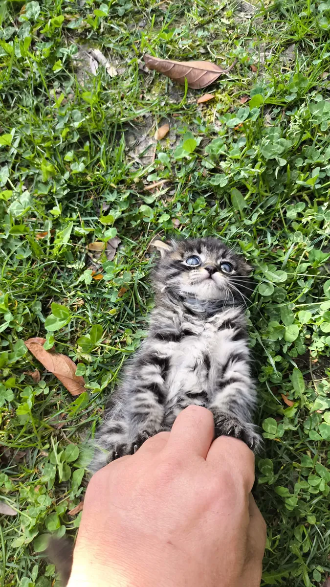 Chat domestique à poil long, 1,5 mois, pelage long/mi-long, motif tabby argenté.