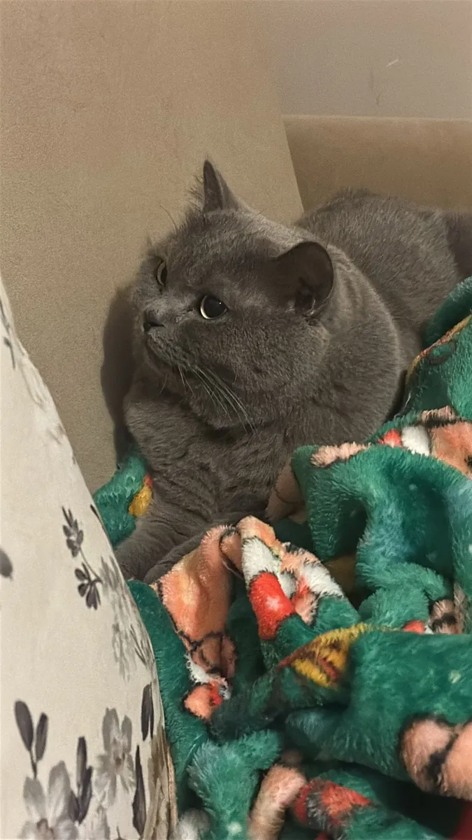 Ömürlük Yuvasını Arayan Scottish Fold Erkek