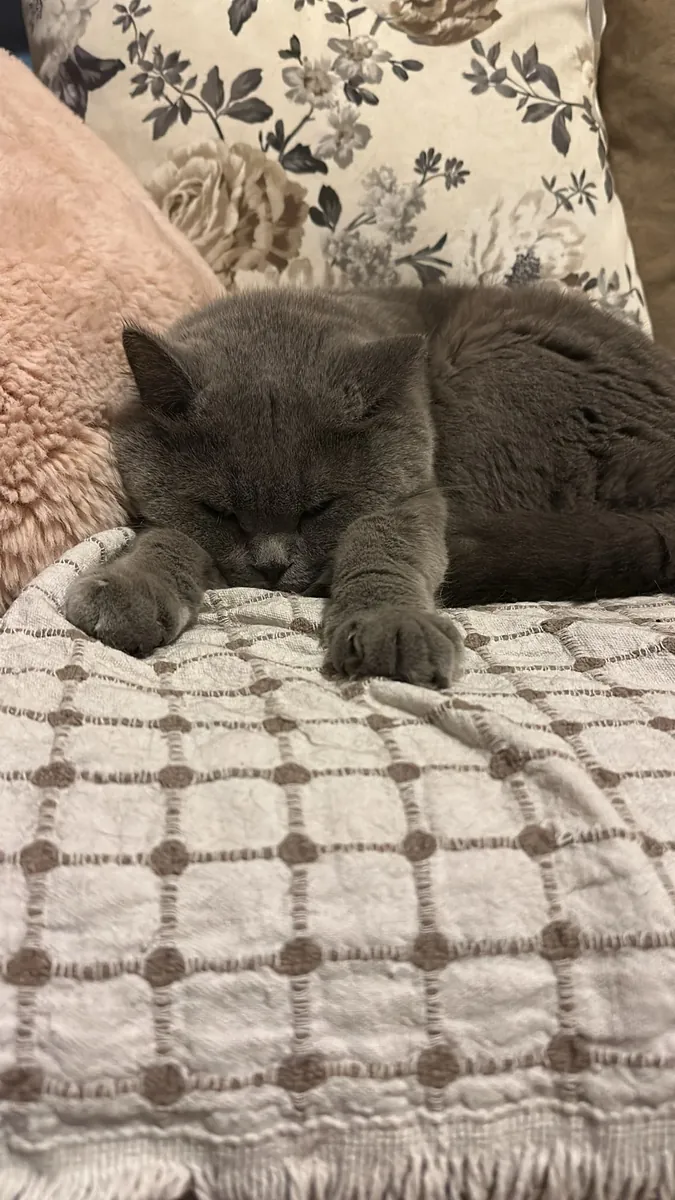 Ömürlük Yuvasını Arayan Scottish Fold Erkek