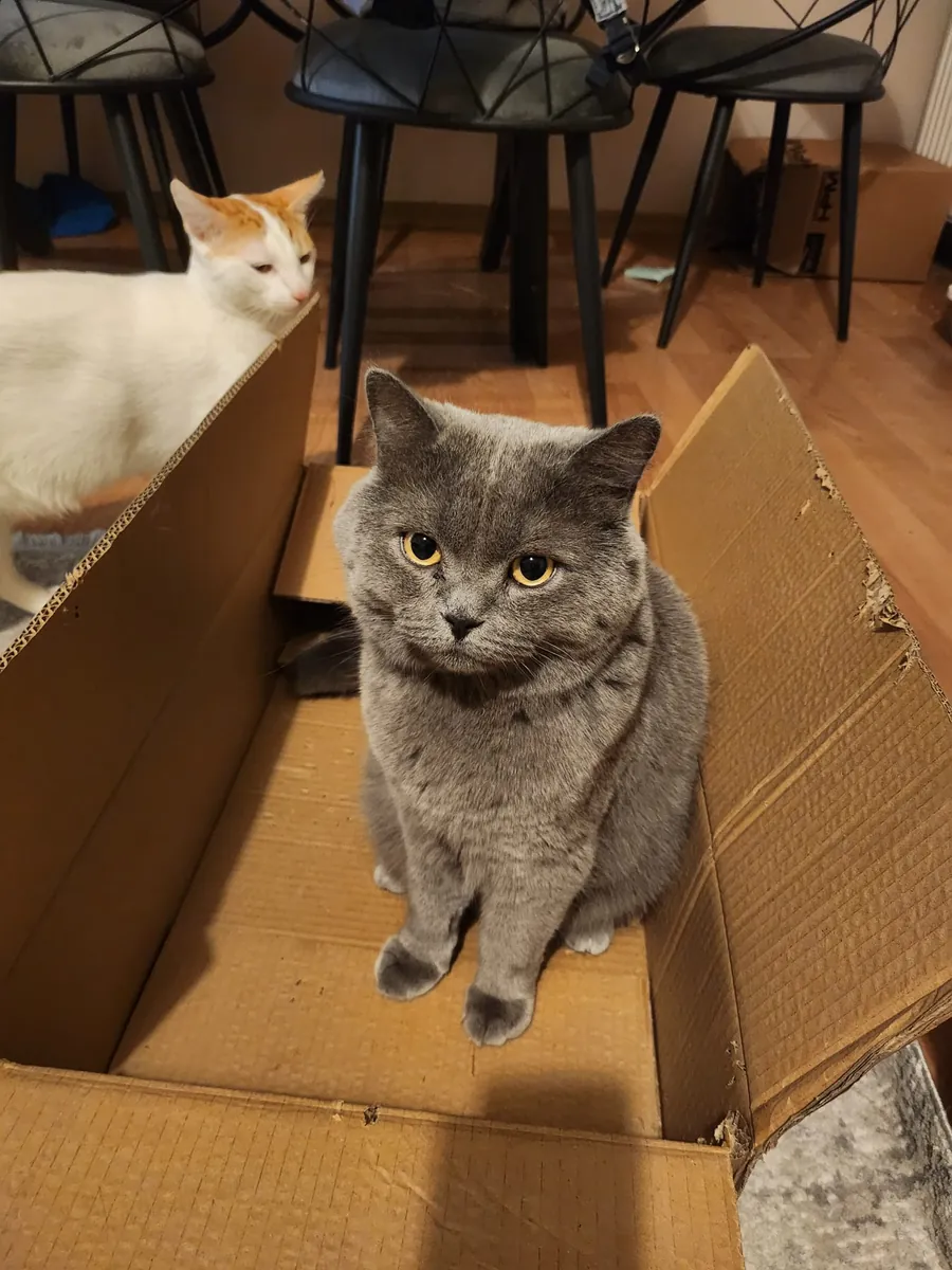 Ömürlük Yuvasını Arayan Scottish Fold Erkek