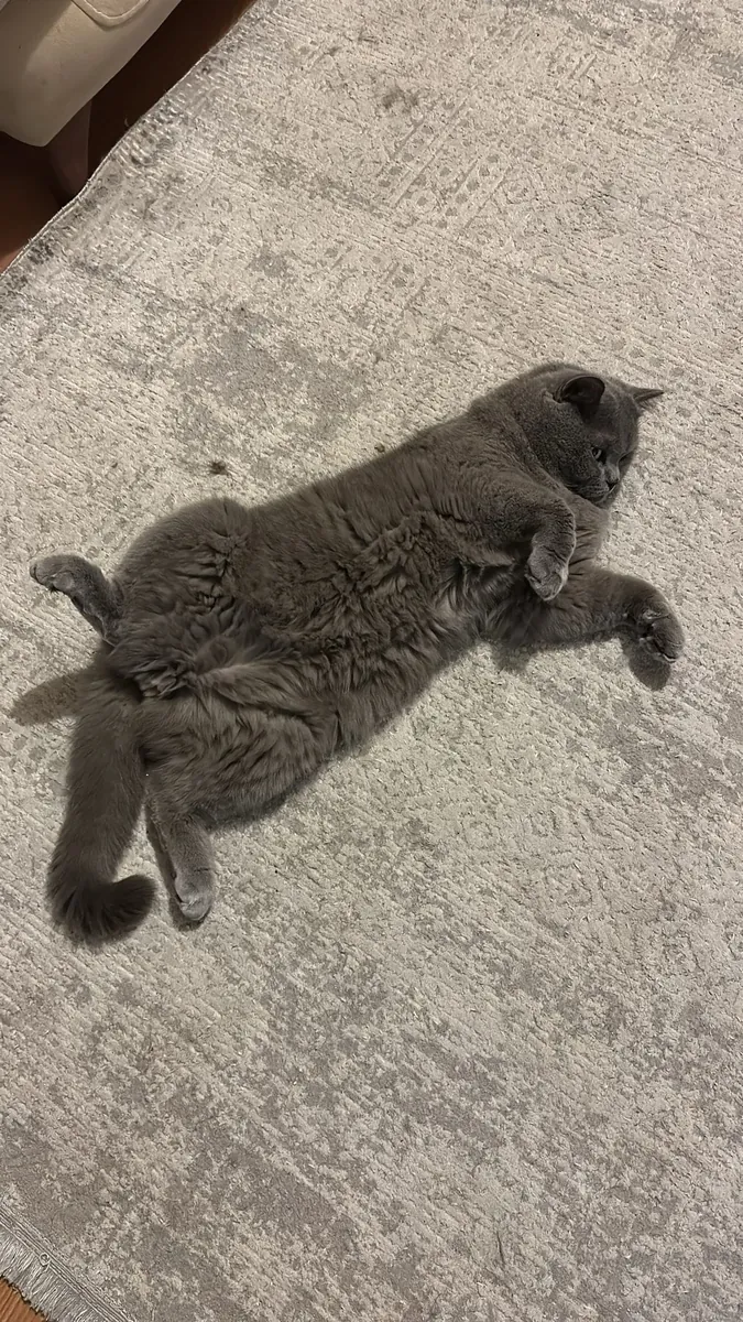 Ömürlük Yuvasını Arayan Scottish Fold Erkek