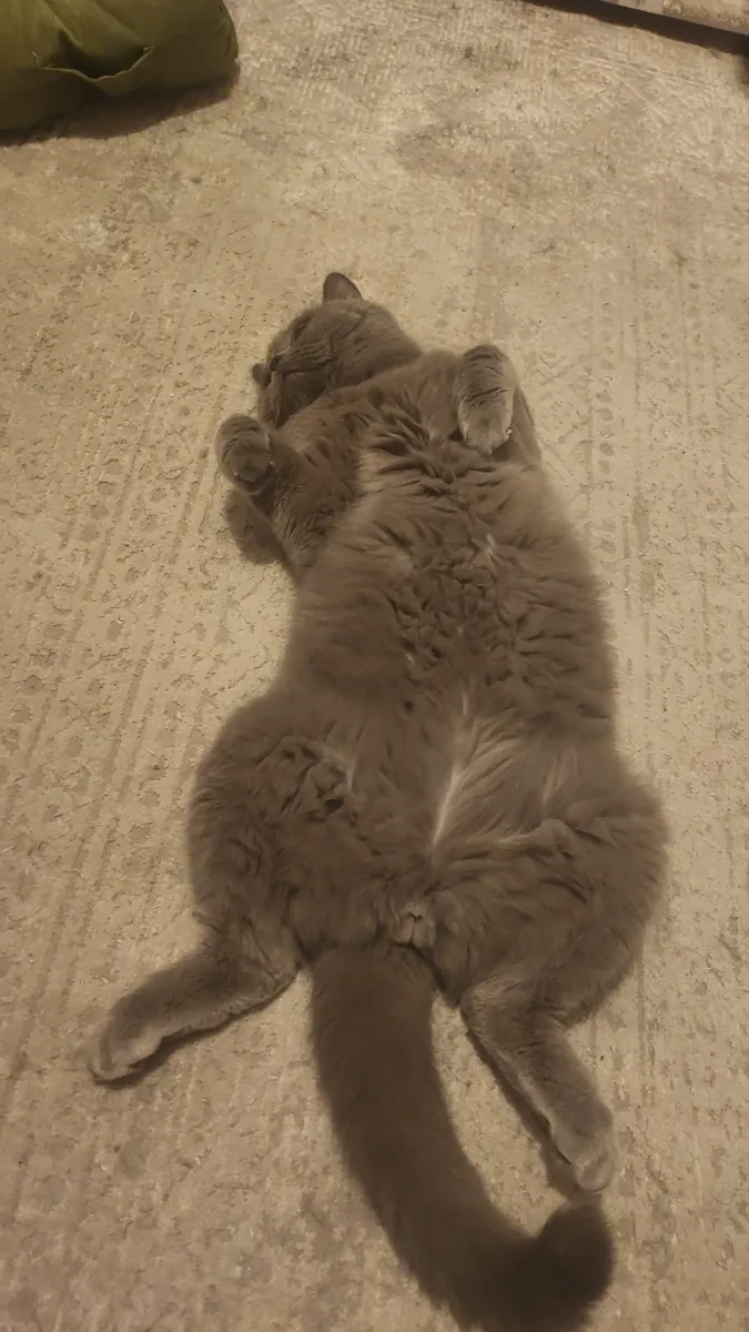 Ömürlük Yuvasını Arayan Scottish Fold Erkek
