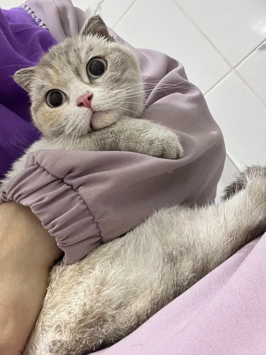 寻找终身的家