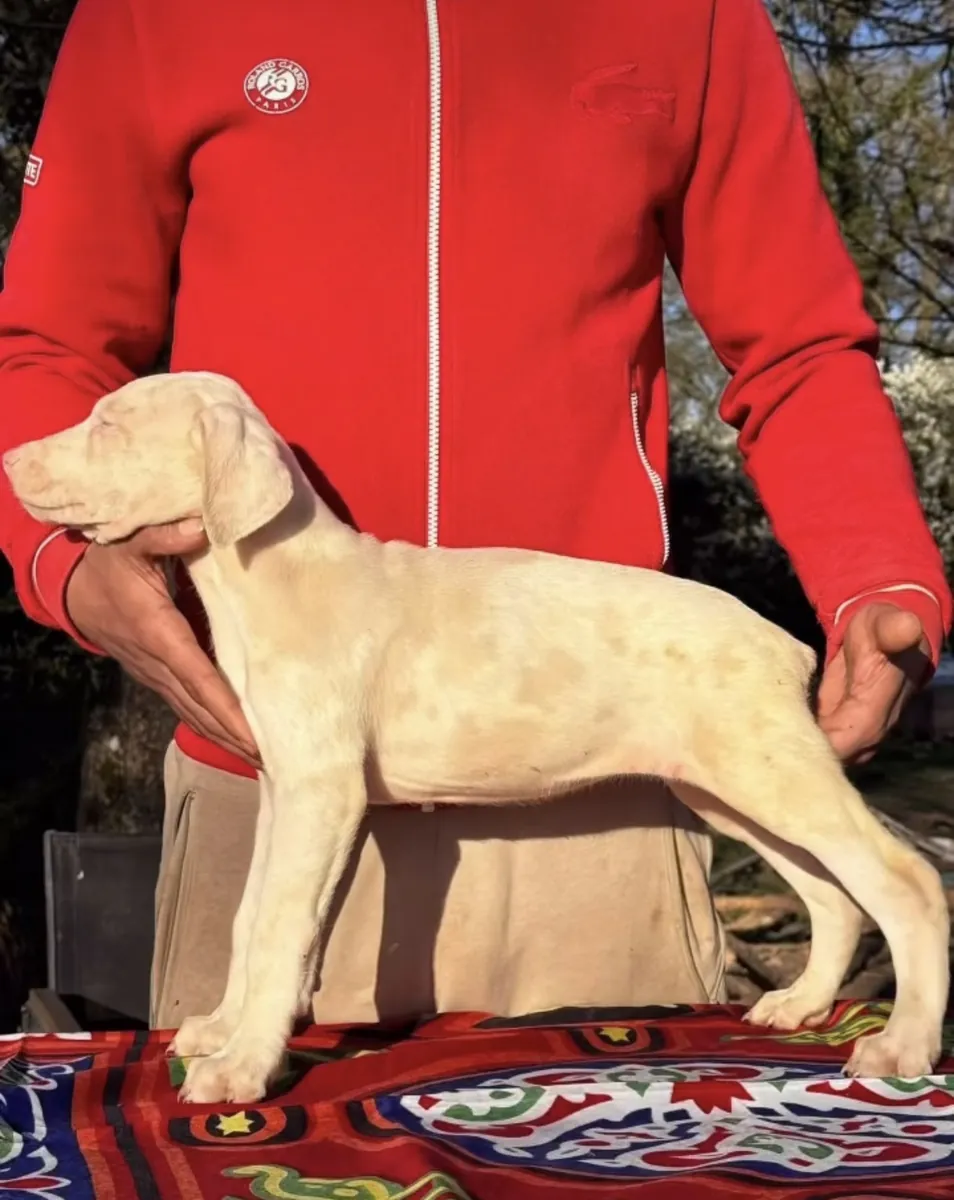 Türkiye’de ilk ve tek özel renk dobermanlar