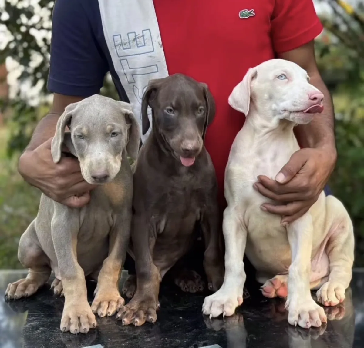 Türkiye’de ilk ve tek özel renk dobermanlar