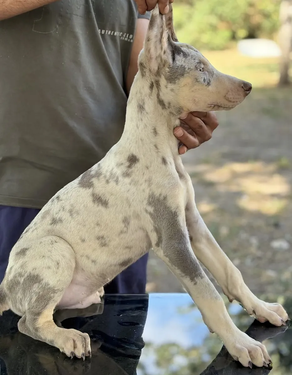 Türkiye’de ilk ve tek özel renk dobermanlar