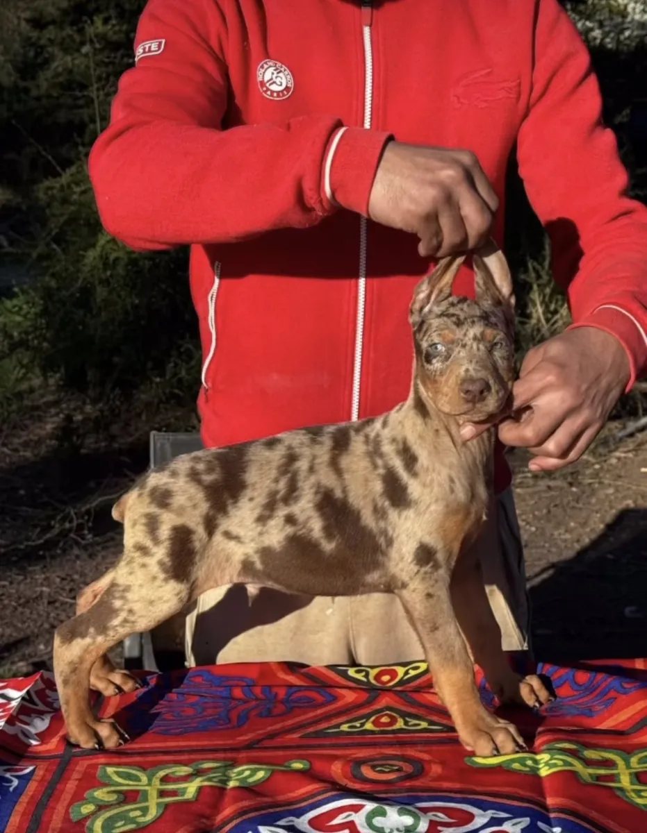 Türkiye’de ilk ve tek özel renk dobermanlar