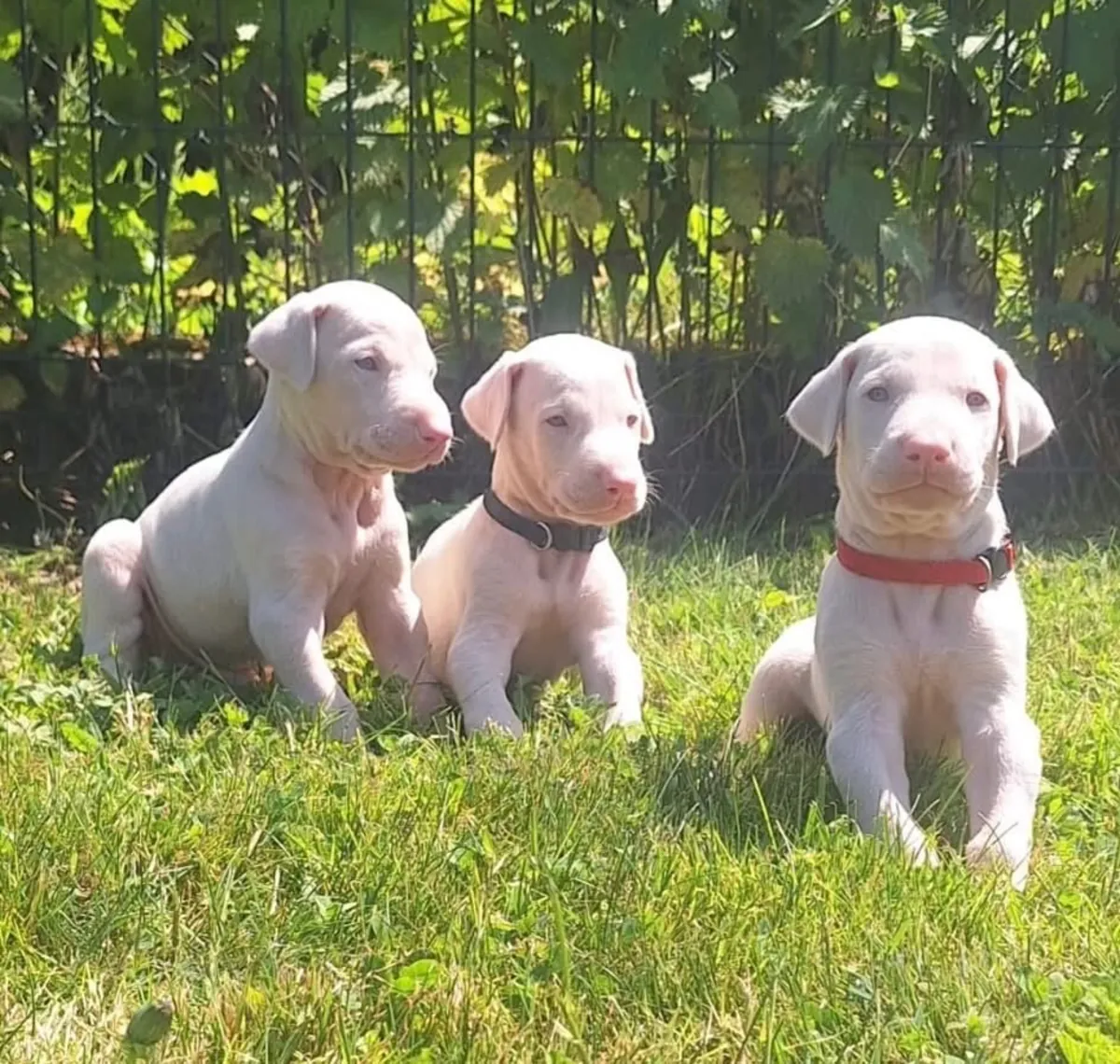 Türkiye’de ilk ve tek özel renk dobermanlar