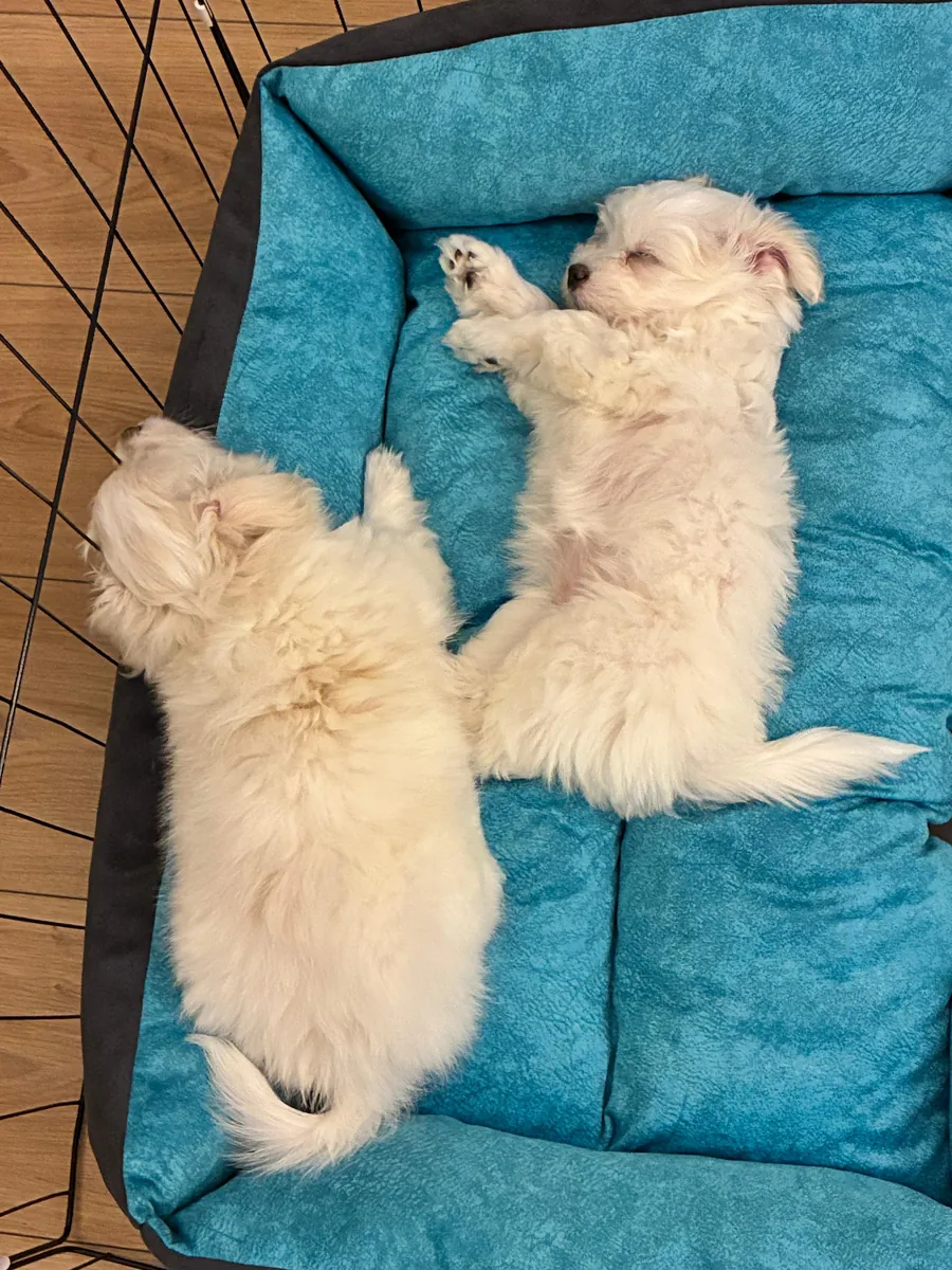 两个月大的马尔济斯幼犬