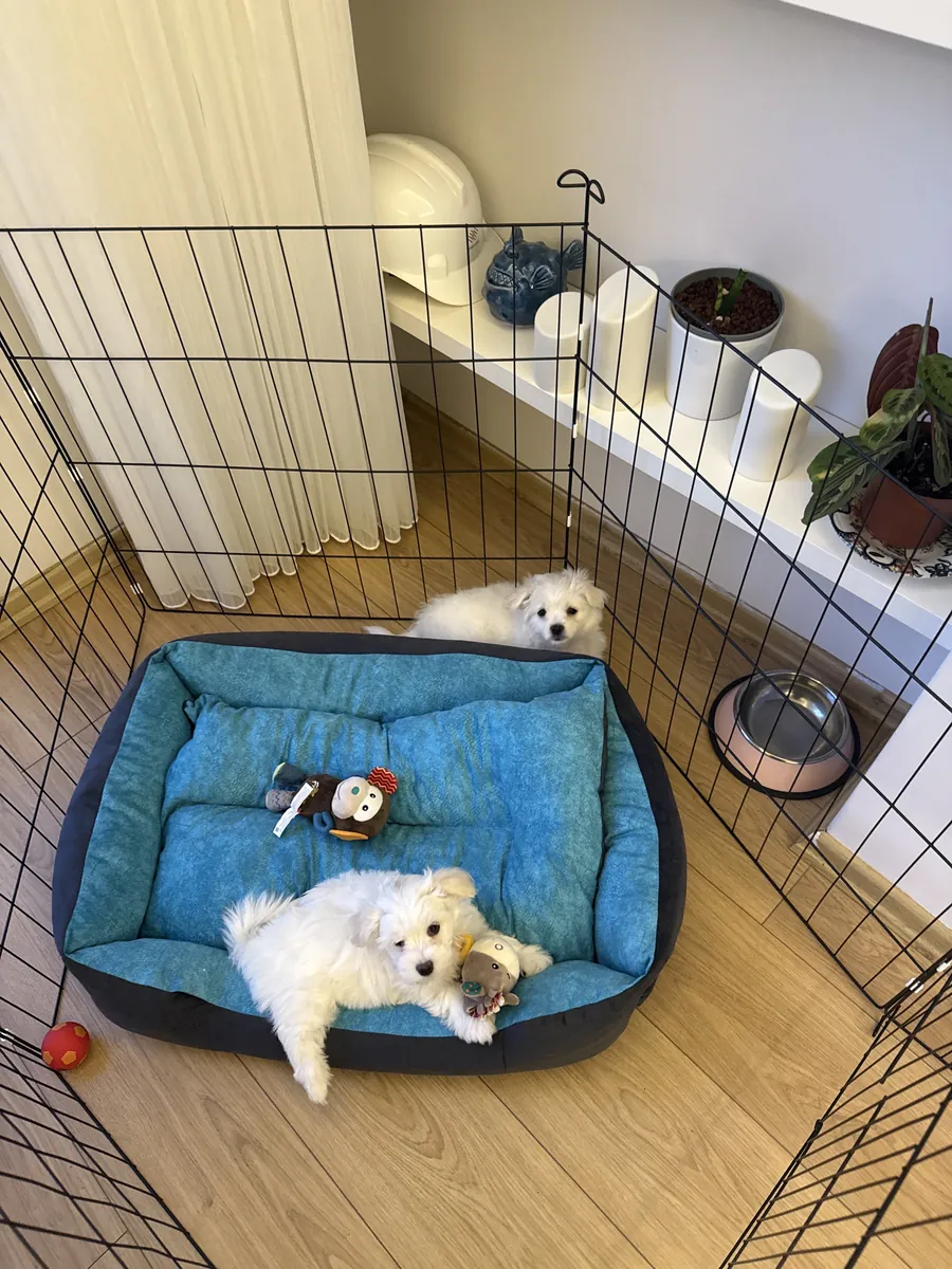 两个月大的马尔济斯幼犬