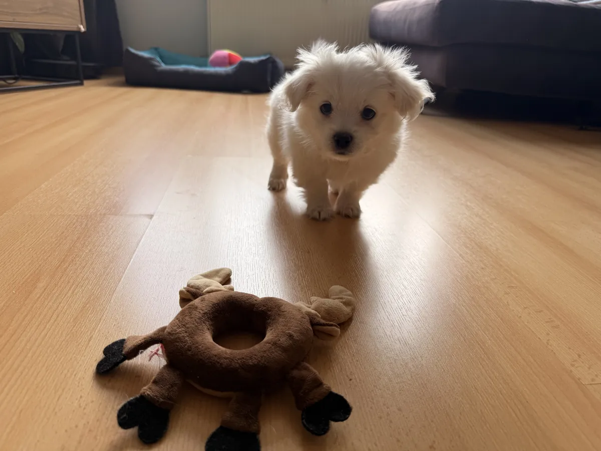 两个月大的马尔济斯幼犬