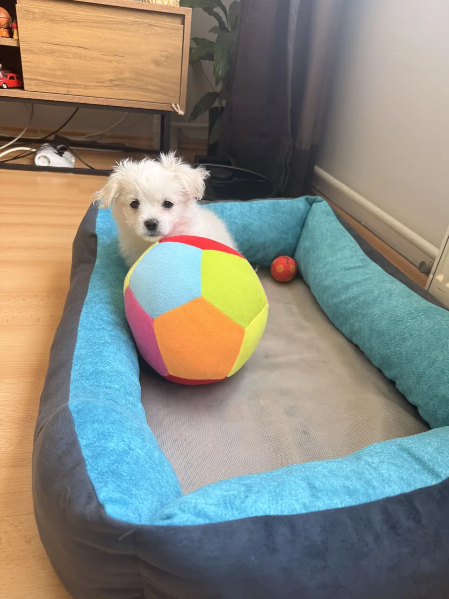 两个月大的马尔济斯幼犬