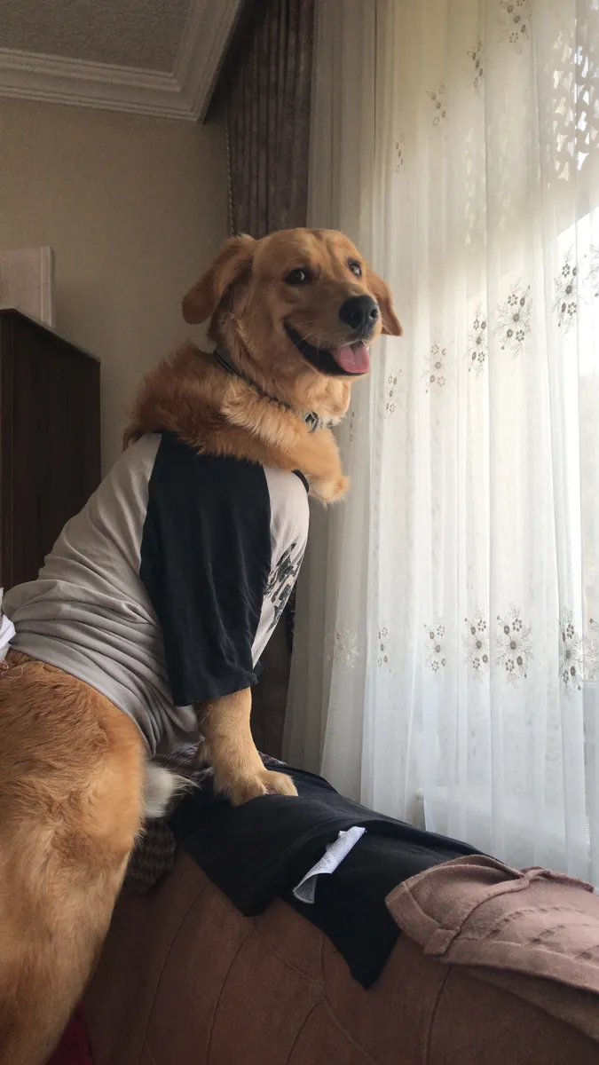 Altın
