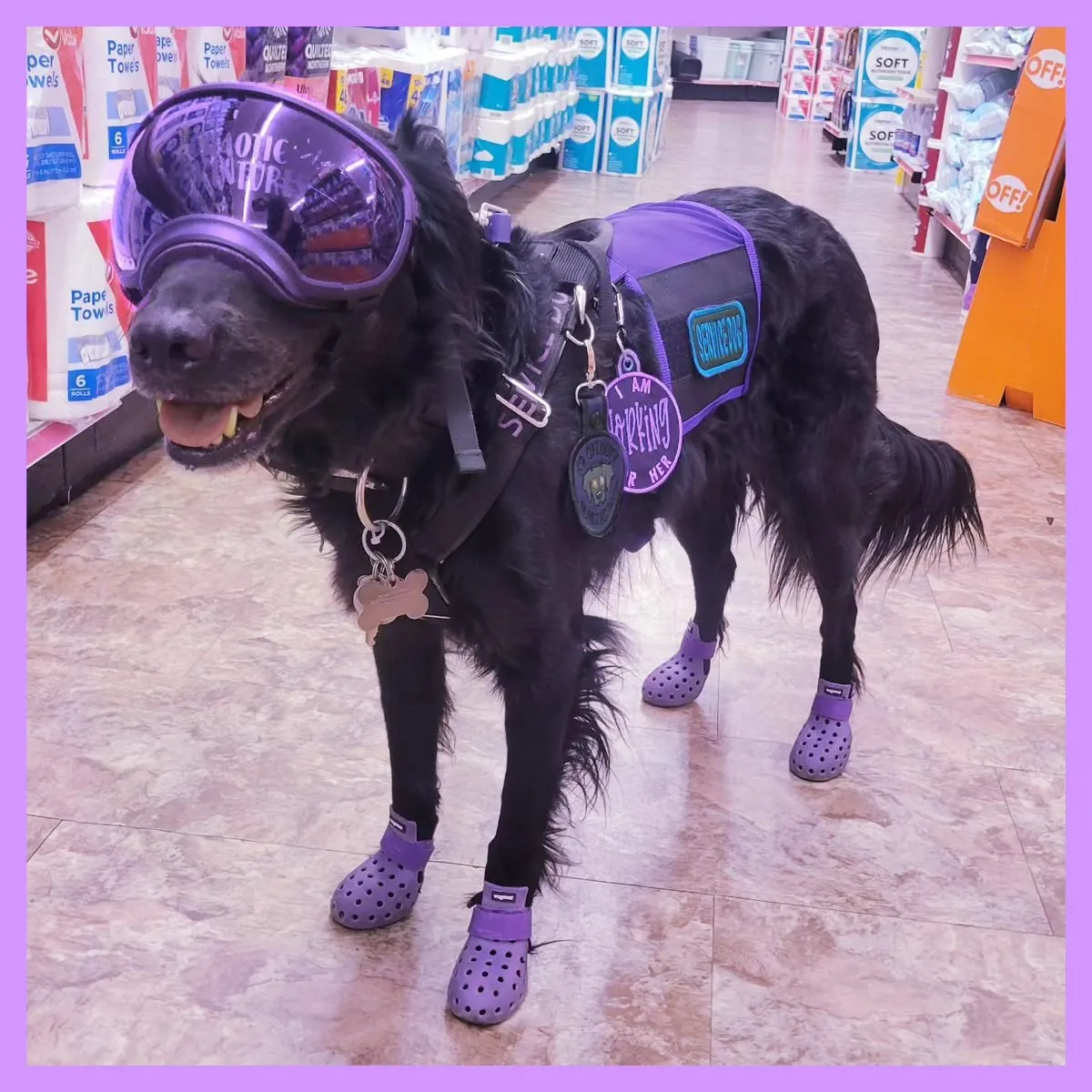 Guía de emergencias y requisitos legales para dueños de perros y gatos en Estambul (2026)