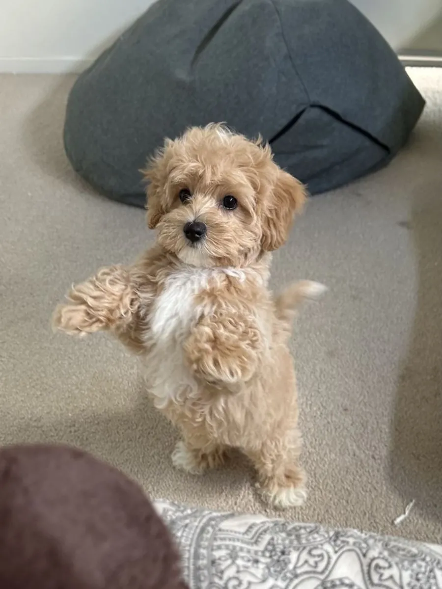 Poodle Satılık | Zeki, Eğitilebilir ve Alerji Dostu