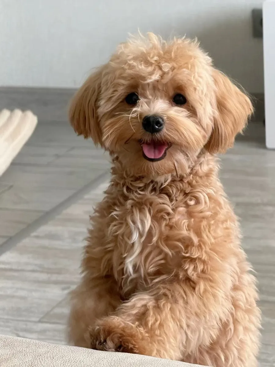 Poodle Satılık | Zeki, Eğitilebilir ve Alerji Dostu