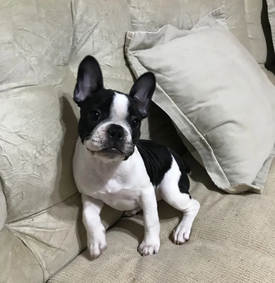 French Bulldog Satılık | Apartman Yaşamına Uygun, Sosyal