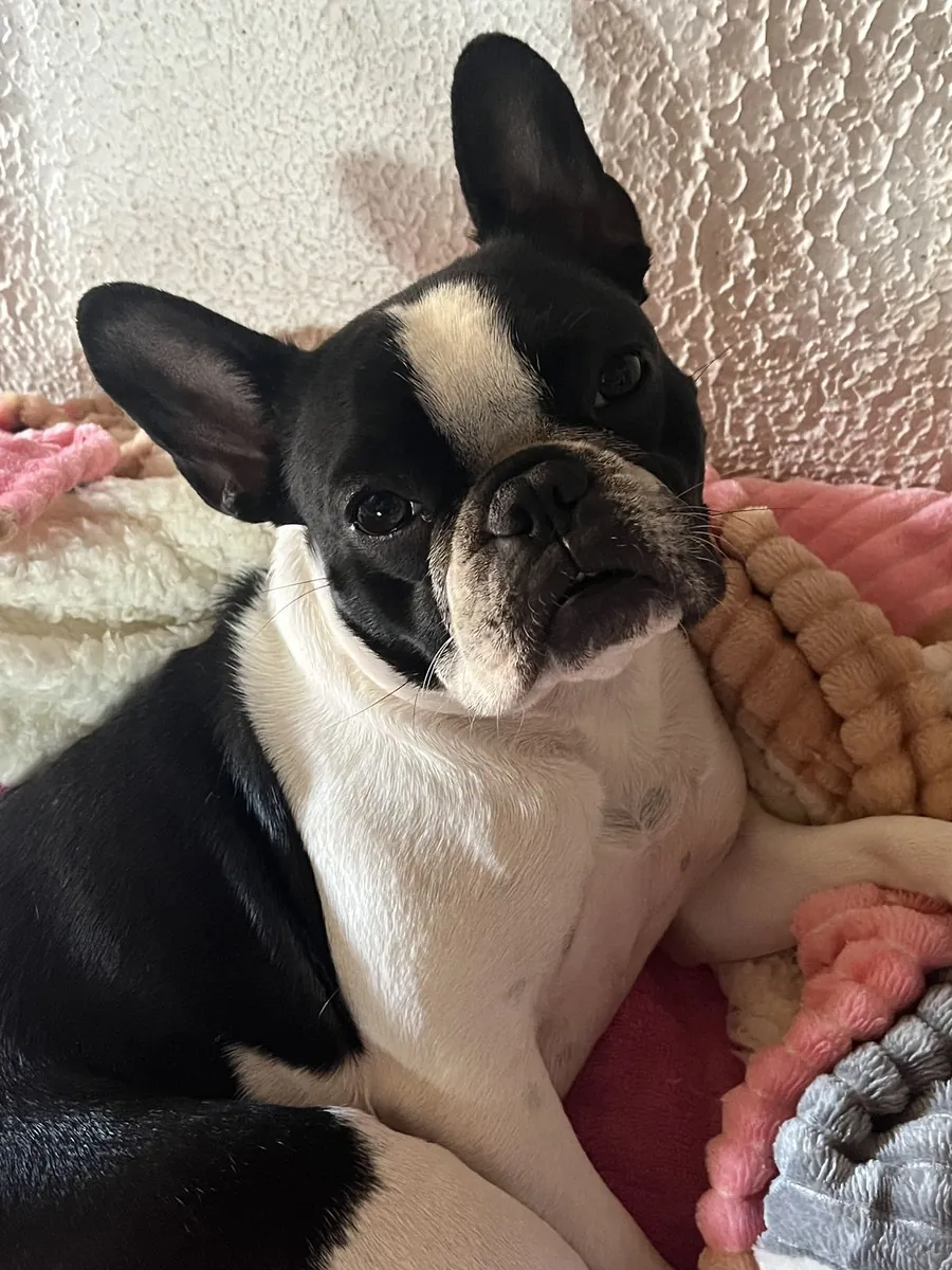 French Bulldog Satılık | Apartman Yaşamına Uygun, Sosyal