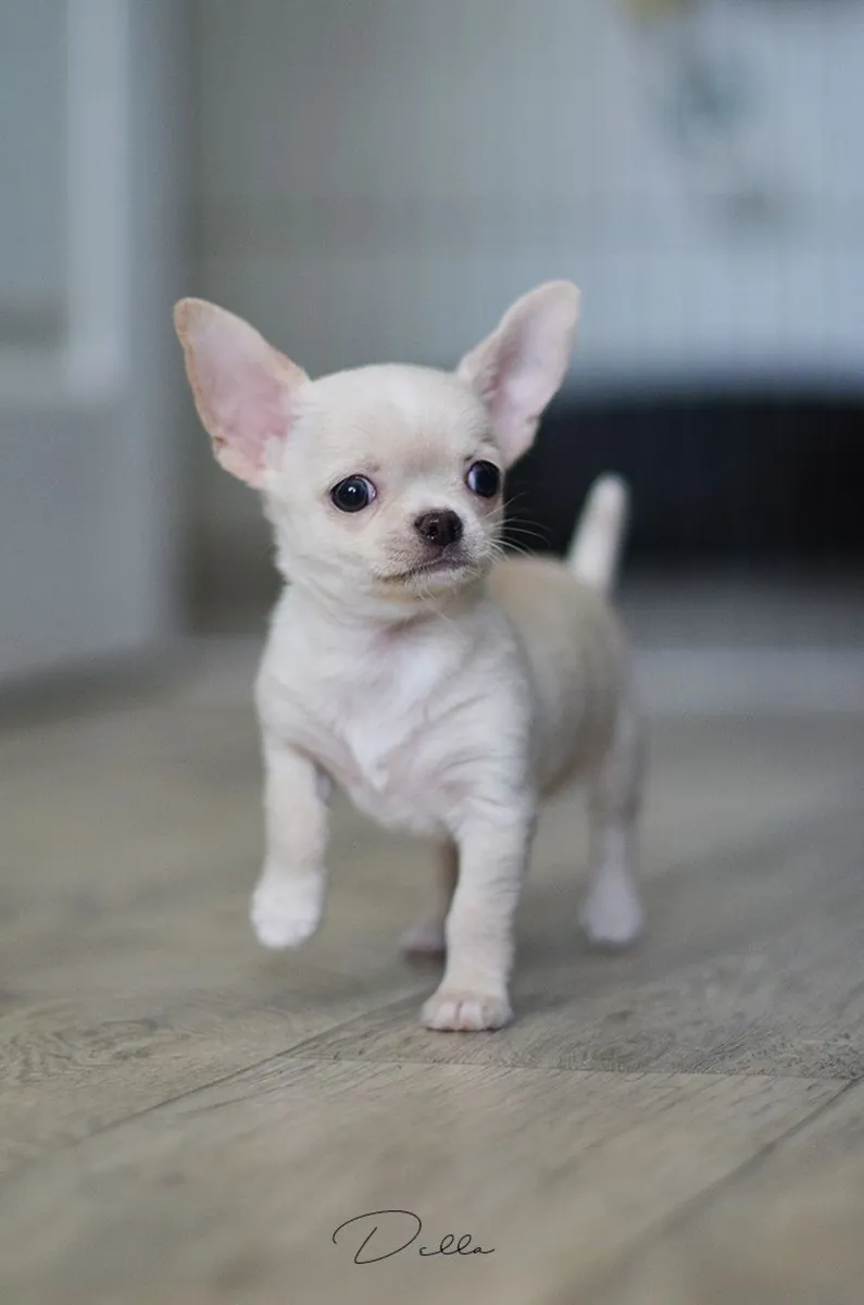 Chihuahua Satılık | Küçük Irk, Canlı ve Sahip Odaklı