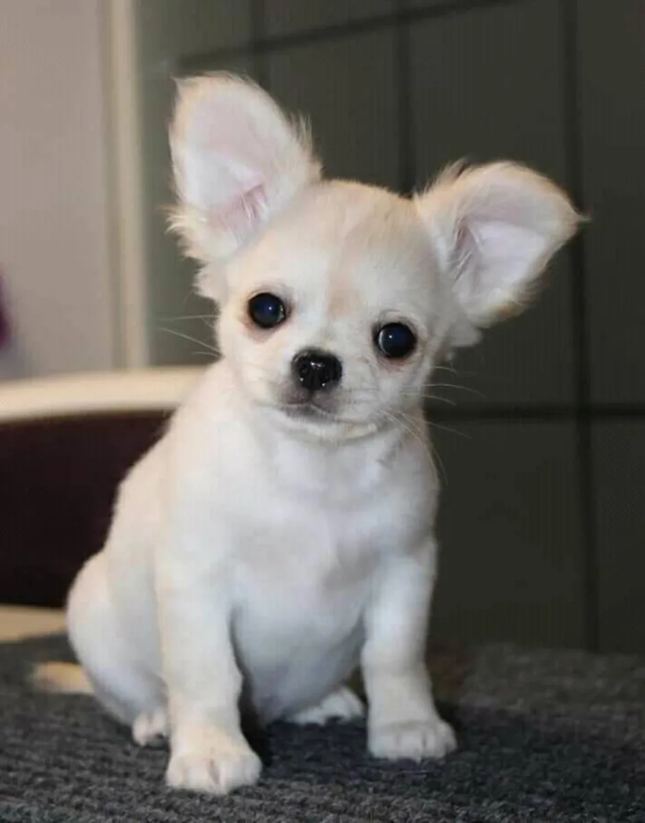 Chihuahua Satılık | Küçük Irk, Canlı ve Sahip Odaklı