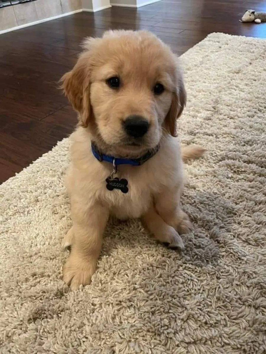 Golden Retriever Satılık | Aile Dostu, Sevecen ve Dengeli