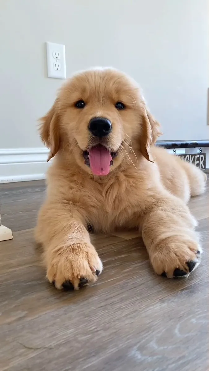 Golden Retriever Satılık | Aile Dostu, Sevecen ve Dengeli