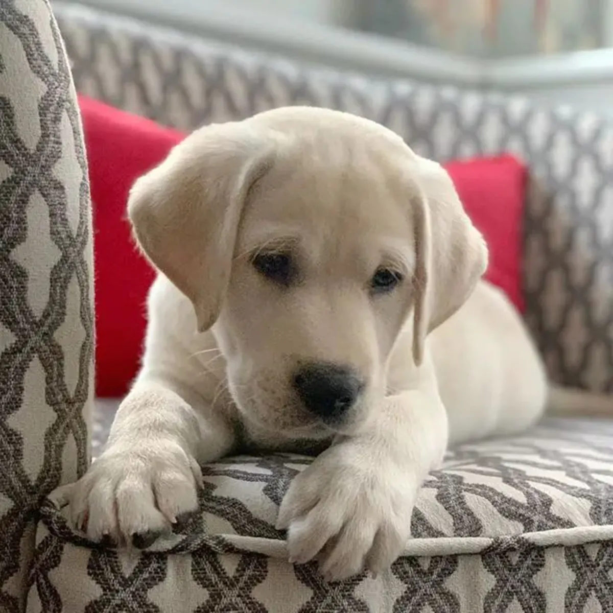 Labrador Retriever Satılık | Zeki, Sosyal ve Eğitime Açık