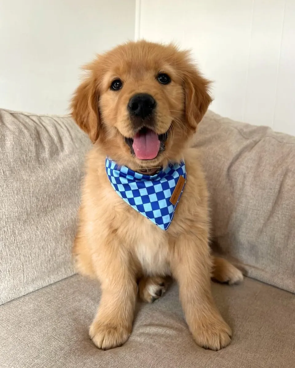 Labrador Retriever Satılık | Zeki, Sosyal ve Eğitime Açık