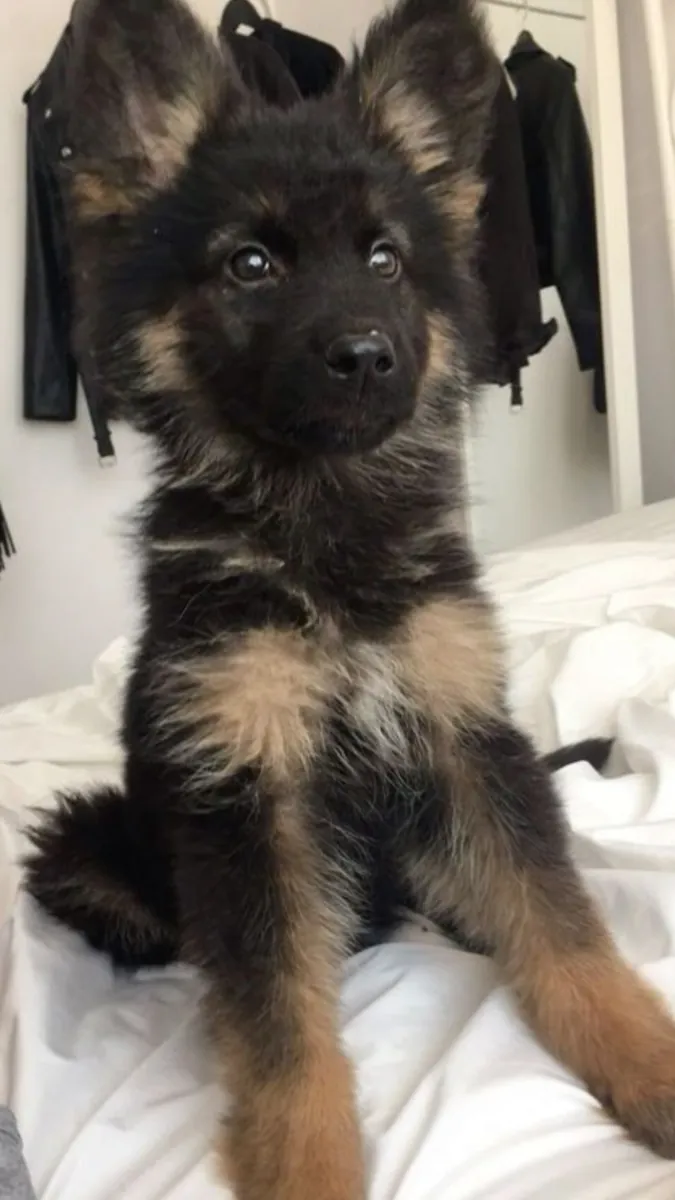 Alman Çoban Köpeği Satılık | Sadık, Zeki ve Koruyucu