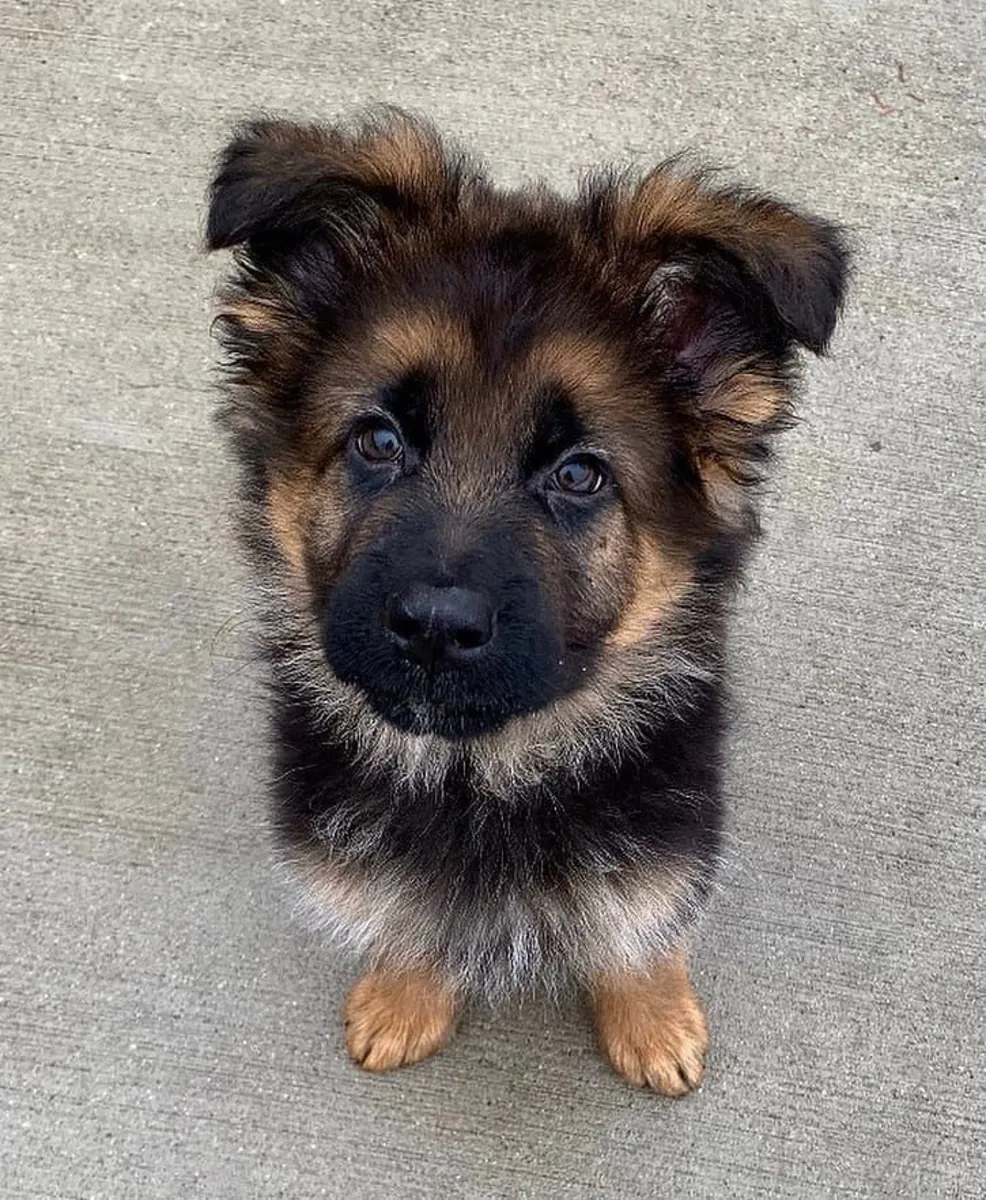 Alman Çoban Köpeği Satılık | Sadık, Zeki ve Koruyucu