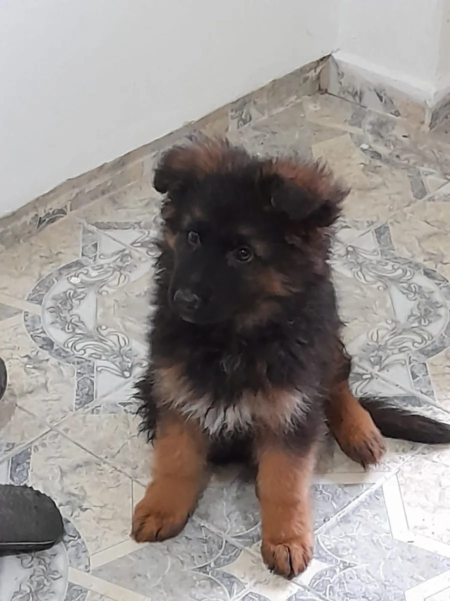 Alman Çoban Köpeği Satılık | Sadık, Zeki ve Koruyucu