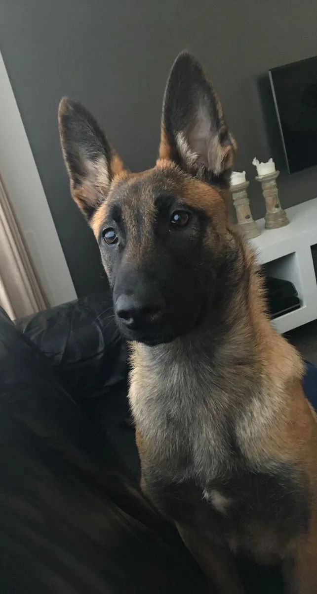 Belgian Malinois Satılık | Çalışkan, Enerjik ve Zeki