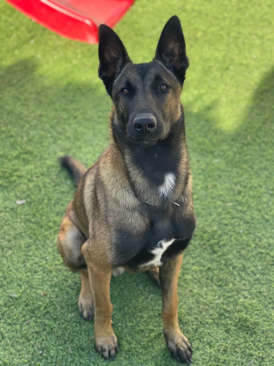 Belgian Malinois Satılık | Çalışkan, Enerjik ve Zeki