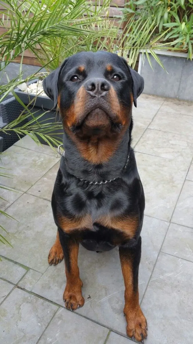 Rottweiler Satılık | Güçlü, Dengeli ve Sadık