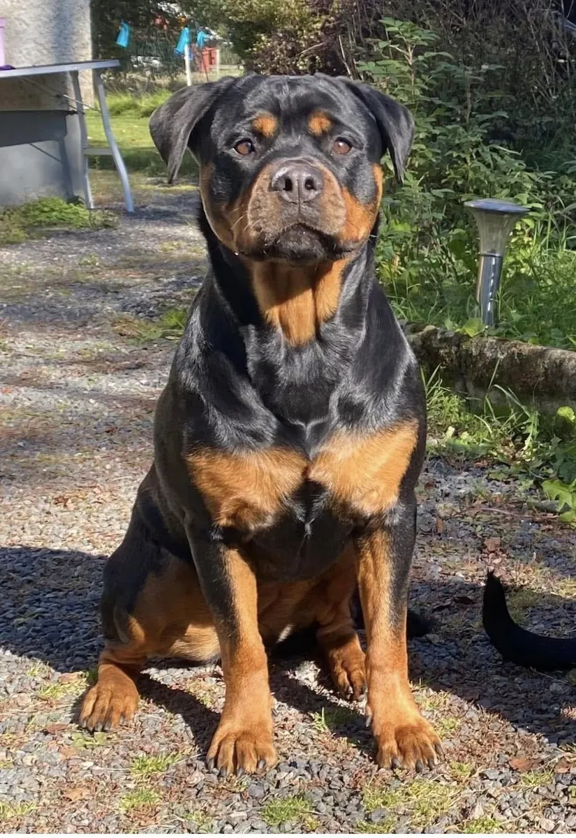 Rottweiler Satılık | Güçlü, Dengeli ve Sadık