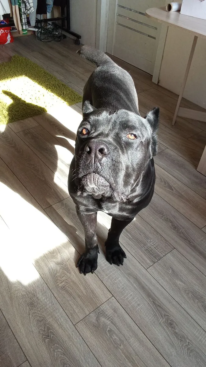 Cane Corso Satılık | Güçlü Koruma İçgüdüsü, Asil