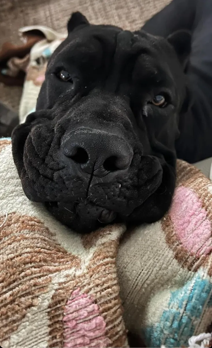 Cane Corso Satılık | Güçlü Koruma İçgüdüsü, Asil