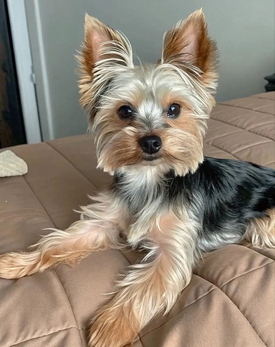 Yorkshire Terrier Satılık | Küçük Boyut, Büyük Karakter