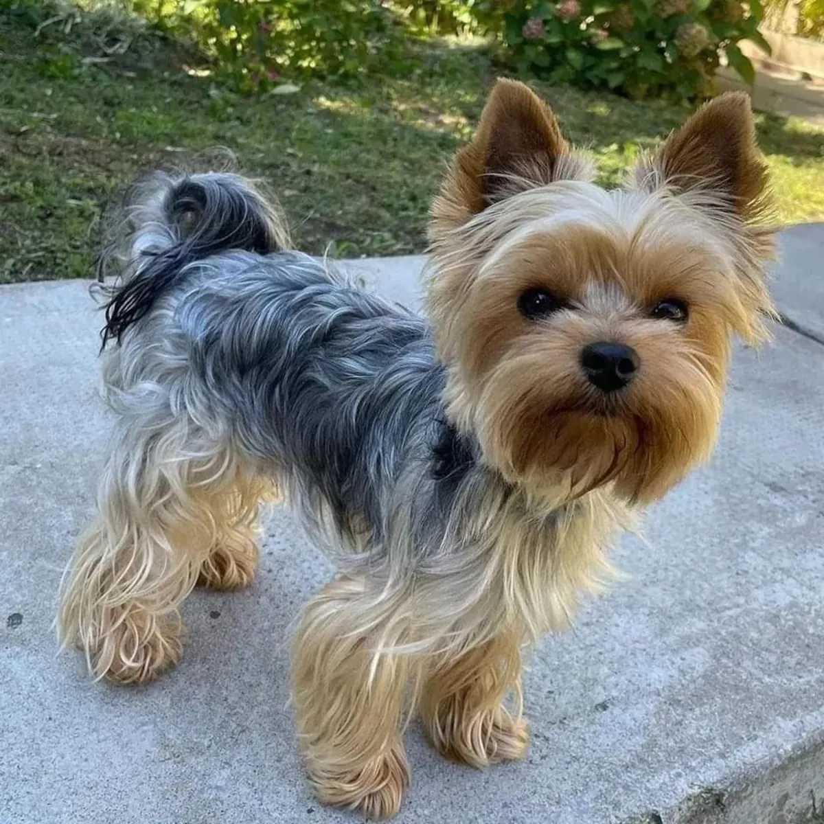 Yorkshire Terrier Satılık | Küçük Boyut, Büyük Karakter