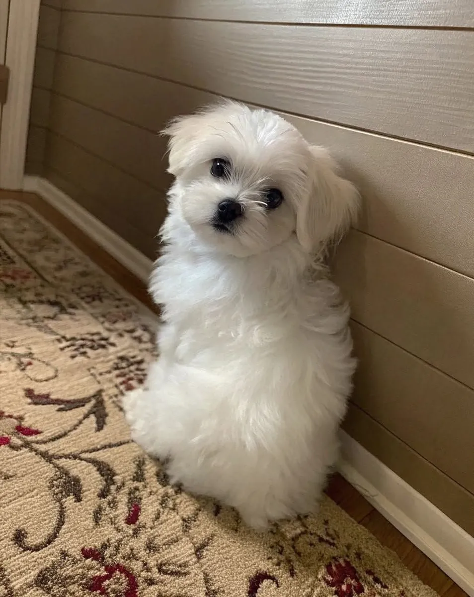 Maltese Satılık | Beyaz Tüylü, Uysal ve Sosyal