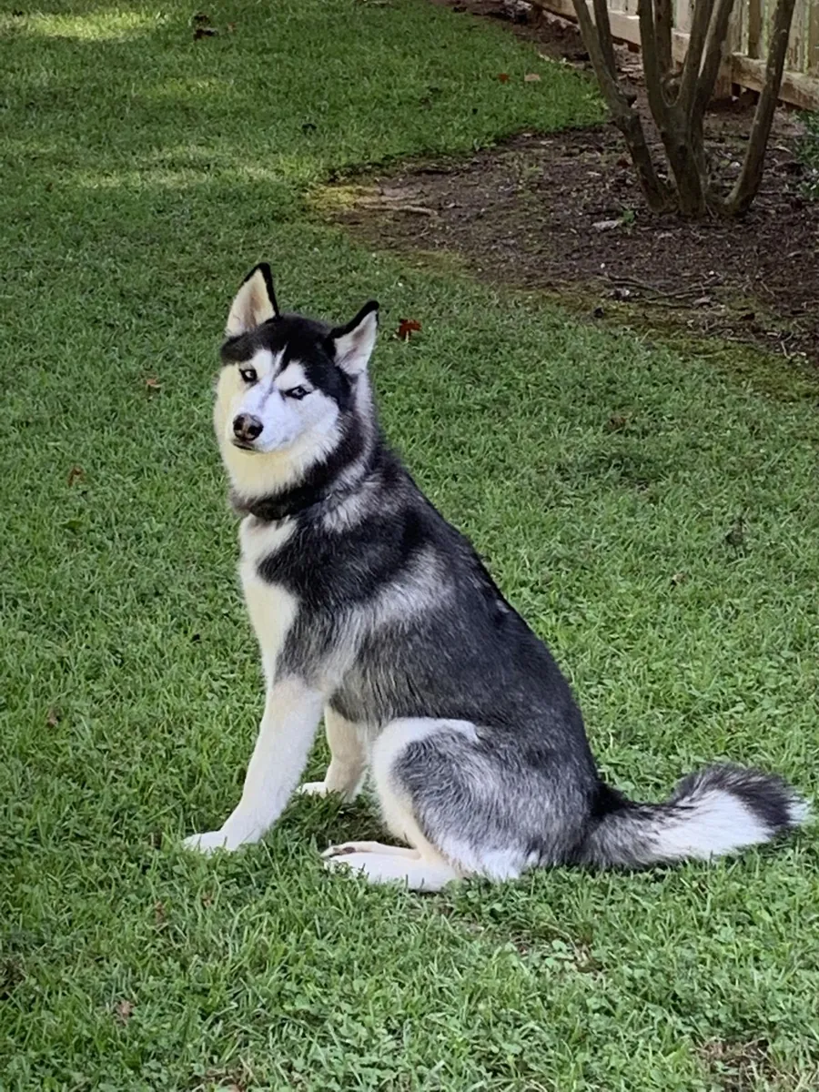 Siberian Husky Satılık | Enerjik, Sosyal ve Dayanıklı