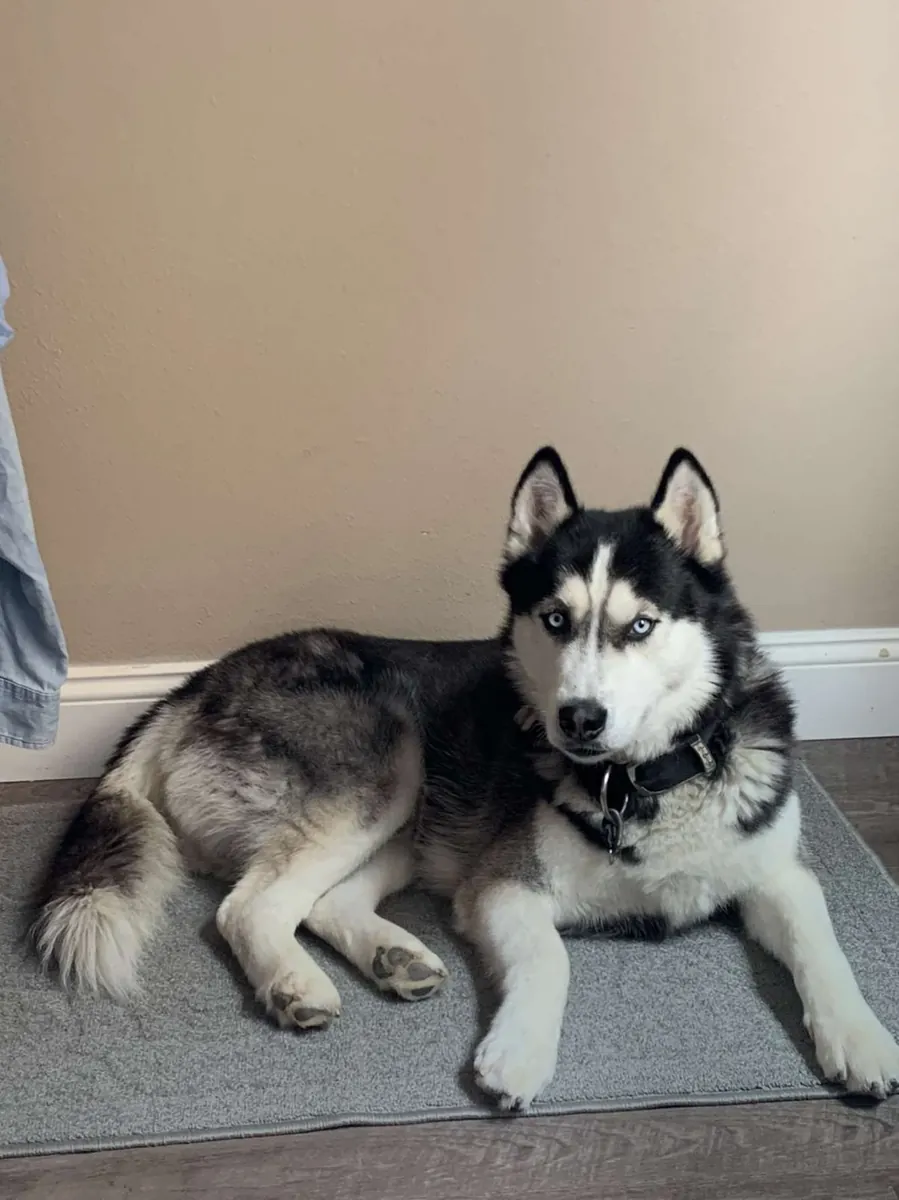 Siberian Husky Satılık | Enerjik, Sosyal ve Dayanıklı