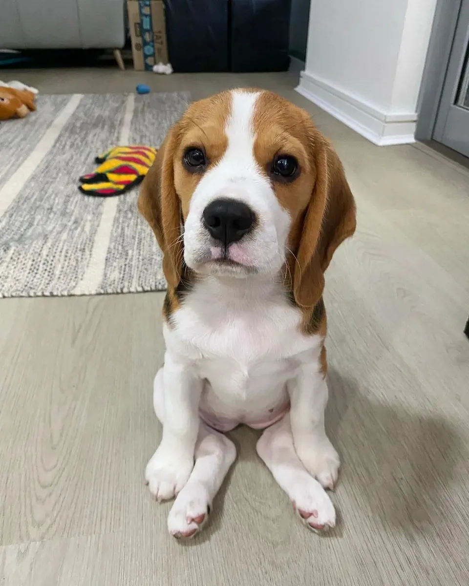 出售比格犬 | 性格开朗、好奇心强、适合家庭饲养